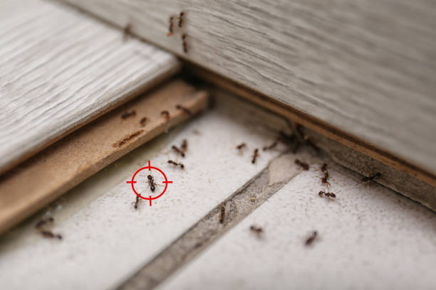 Pest Control Cost in Hamlet, NC