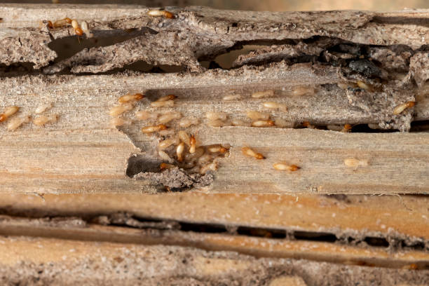 Pest Control for Restaurants in Hamlet, NC